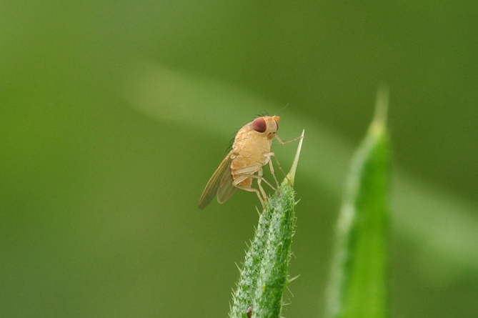 Diptera : Canacidae : Tethina  ?